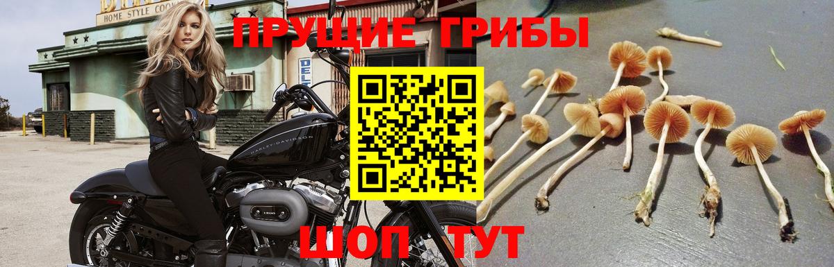 Иркутск  Псилоцибиновые грибы Cubensis  Вход с VPN  Псилоцибиновые грибы GOLDEN TEACHER 